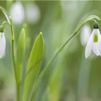 Die ersten Frühlingsboten im neuen Jahr