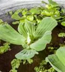 Wassersalat - Pistia stratiodes