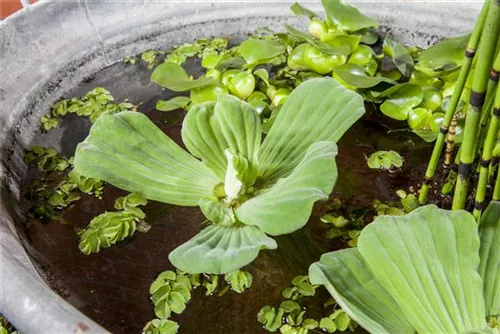 Wassersalat - Pistia stratiodes