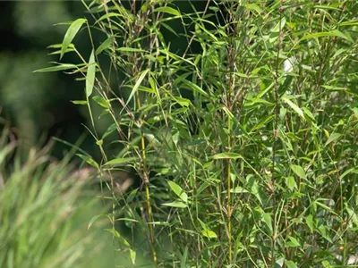 Bambus – das exotische Multitalent im Garten