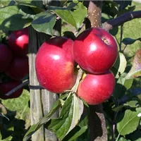 Frisches Obst aus dem eigenen Garten