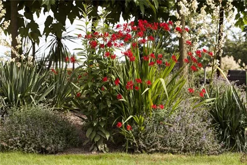 Montbretie - Crocosmia masoniorum