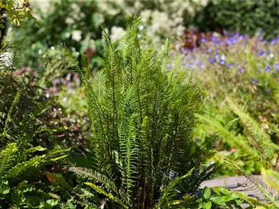 Feuchtzonen im Garten