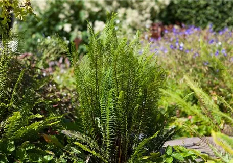 Blechnum spicant - Gewöhnlicher Rippenfarn