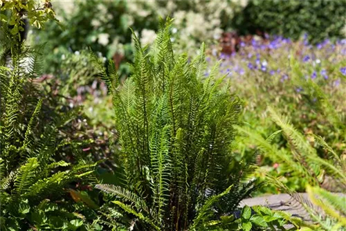 Gewöhnlicher Rippenfarn - Blechnum spicant