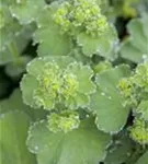 Großblättriger Frauenmantel - Alchemilla mollis