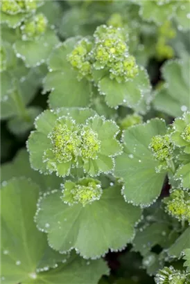 Großblättriger Frauenmantel - Alchemilla mollis