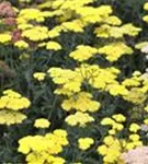 Garten-Goldquirl-Garbe - Achillea clypeolata 'Moonshine'