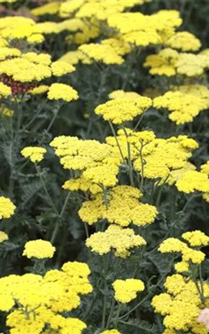 Achillea clypeolata 'Moonshine'