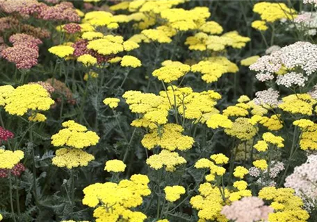 Achillea clypeolata 'Moonshine' - Garten-Goldquirl-Garbe