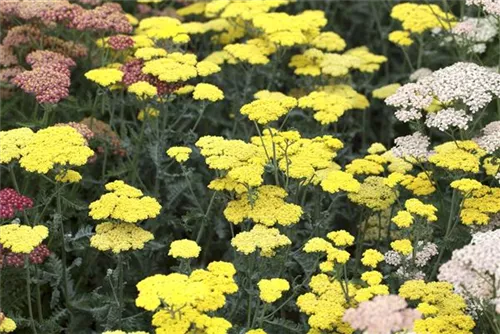 Garten-Goldquirl-Garbe - Achillea clypeolata 'Moonshine'