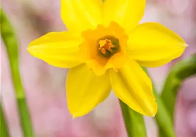 Narzissen – Frühling im Garten