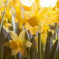 Die Gartenklassiker im Frühling 