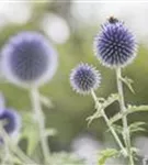 Kugeldistel - Echinops ritro