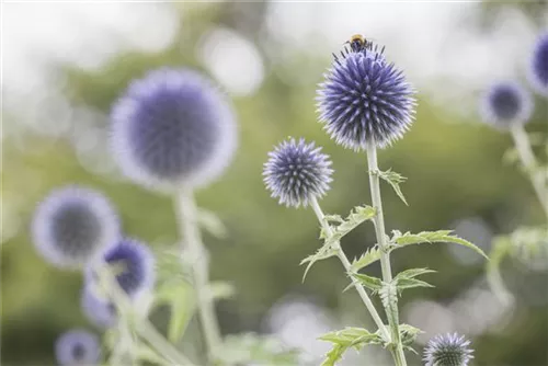 Kugeldistel - Echinops ritro