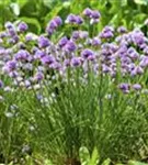 Schnitt-Lauch - Allium schoenoprasum