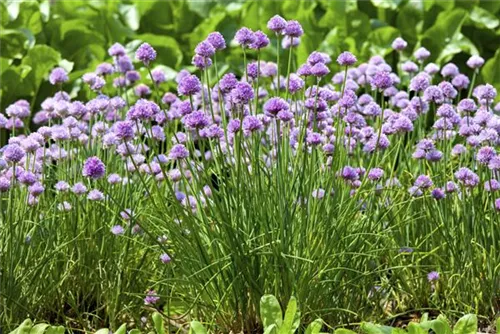 Schnitt-Lauch - Allium schoenoprasum