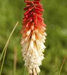 Garten-Fackellilie - Kniphofia uvaria 'Flamenco'