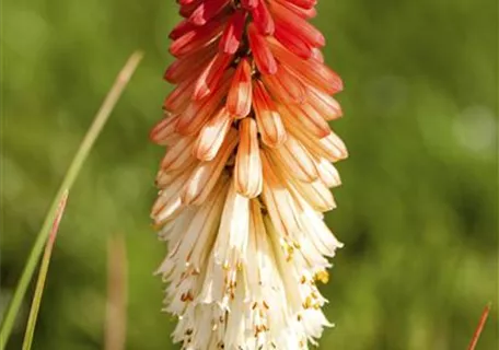 Kniphofia uvaria 'Flamenco' - Garten-Fackellilie