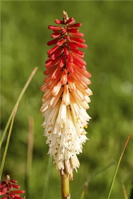 Garten-Fackellilie - Kniphofia uvaria 'Flamenco'