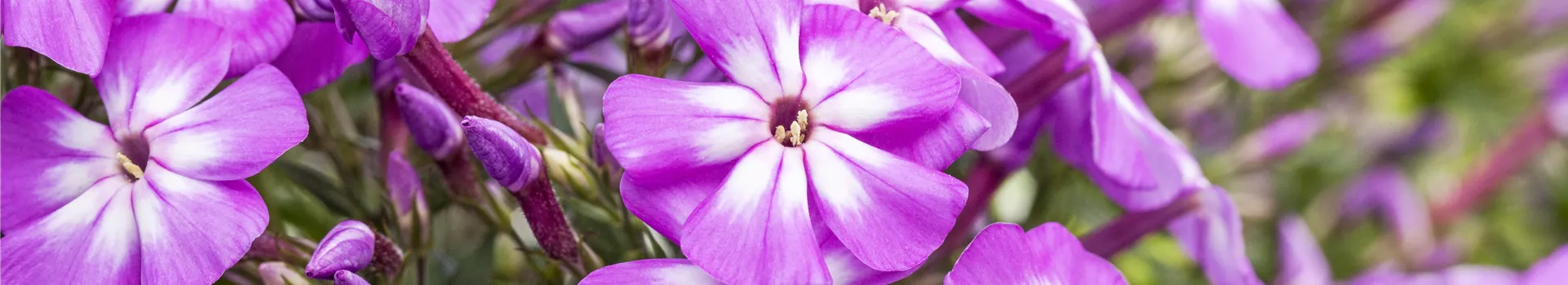 Flammenblumen lassen Ihren Garten in Farben baden