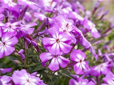 Flammenblumen lassen Ihren Garten in Farben baden