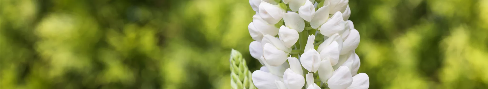 Lupinen, gut für den Garten und seine Bewohner