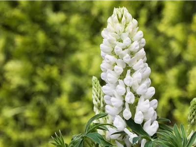 Lupinen, gut für den Garten und seine Bewohner