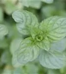 Bergamot-Minze - Mentha x piperita var.citrata