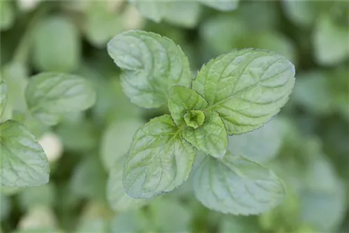 Bergamot-Minze - Mentha x piperita var.citrata