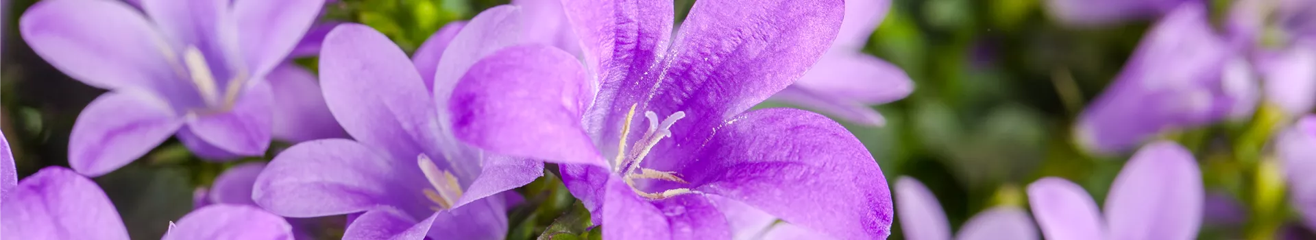 Die Glockenblume: die Vielfalt in einer Pflanze