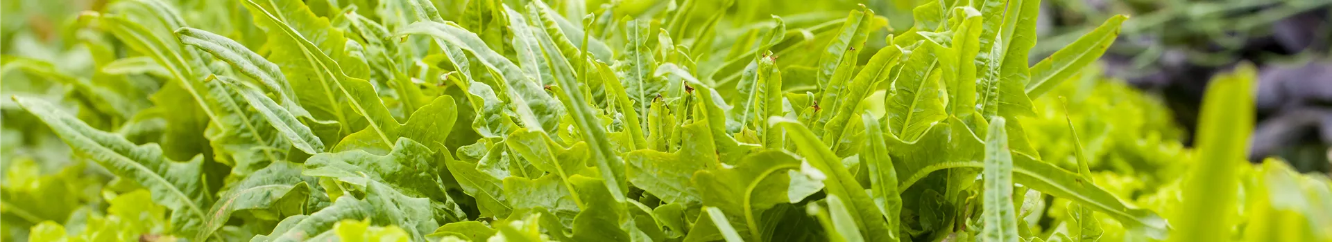 Ein bunter Salat auf dem Balkon mit Urban Gardening