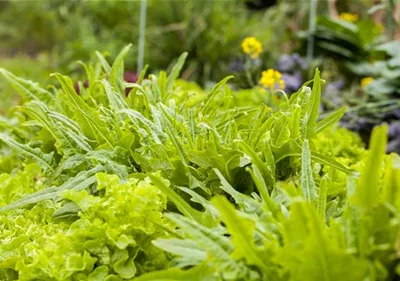 Ein bunter Salat auf dem Balkon mit Urban Gardening