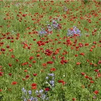 Vom Acker in den eigenen Garten