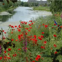 Klatschmohn im Garten