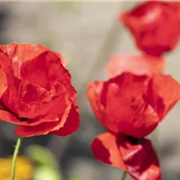 Klatschmohn pflegen