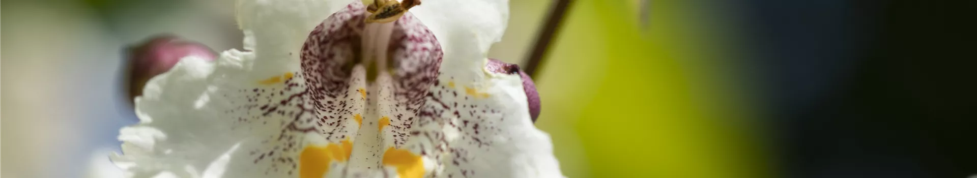 Exoten sorgen für besondere Hingucker im Garten