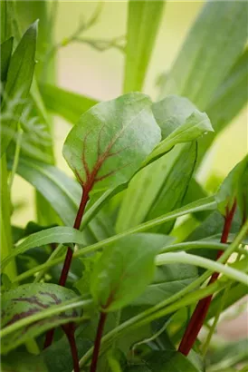 Blut-Ampfer - Rumex sanguineus