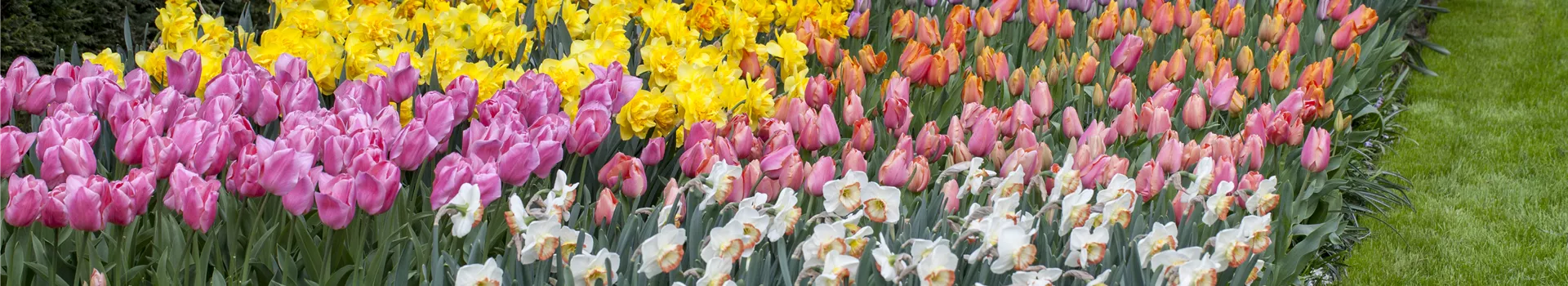 Das Blumenbeet pflegen: Gießen, düngen und schneiden