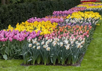 Das Blumenbeet pflegen: Gießen, düngen und schneiden