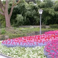 Ein schönes Blumenbeet mit Blumenzwiebeln