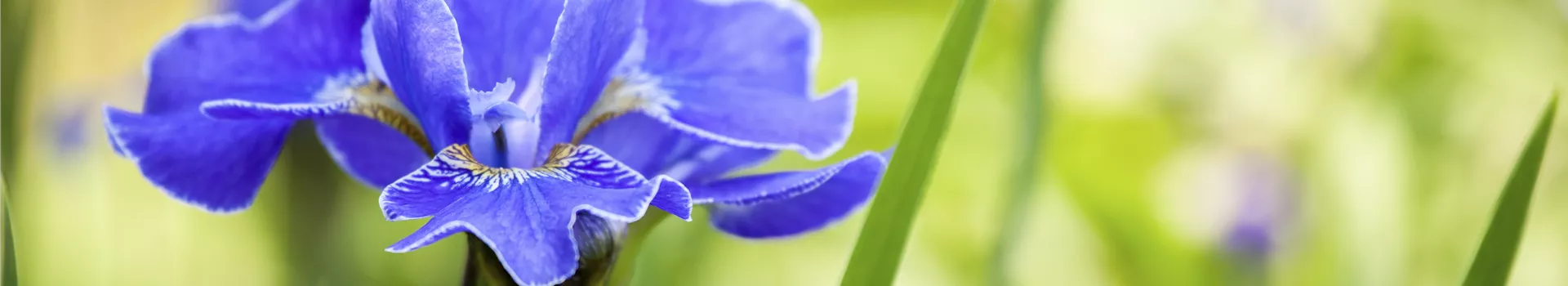 Die Iris – eine Pflanzen-Schönheit mit vielen Gesichtern