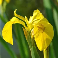 Die Iris mit Begleitung