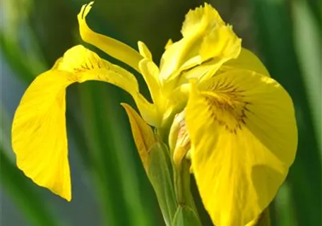 Iris pseudacorus - Sumpf-Schwertlilie