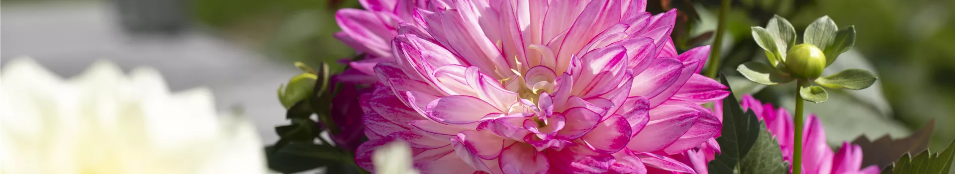 Farbe auf dem Balkon – Blumenzwiebeln für den Sommer