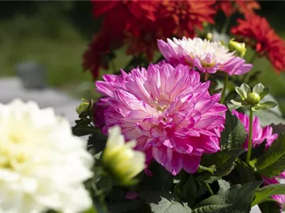 Farbe auf dem Balkon – Blumenzwiebeln für den Sommer