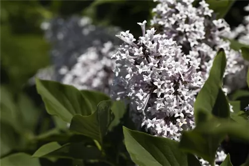 Meyer's Flieder 'Palibin' - Syringa meyeri 'Palibin'