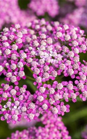 Achillea millefolium 'Lilac Beauty'