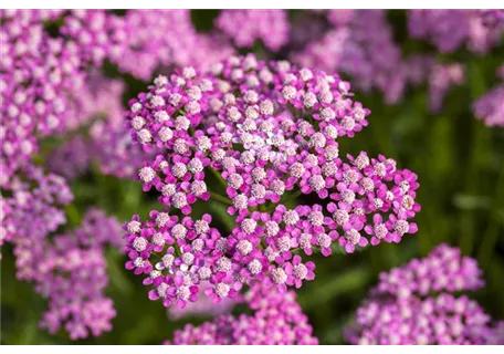 Achillea millefolium 'Lilac Beauty' - Garten-Schaf-Garbe