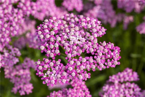 Garten-Schaf-Garbe - Achillea millefolium 'Lilac Beauty'